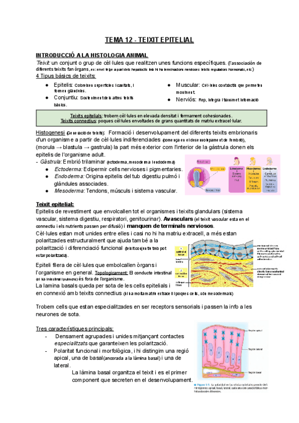Miniatura del documento Histologia-animal.pdf