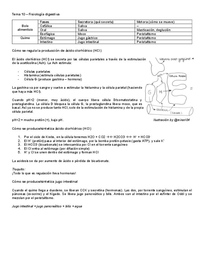 Miniatura del documento Puntos-importantes-Fisiologia-Tema-10.pdf