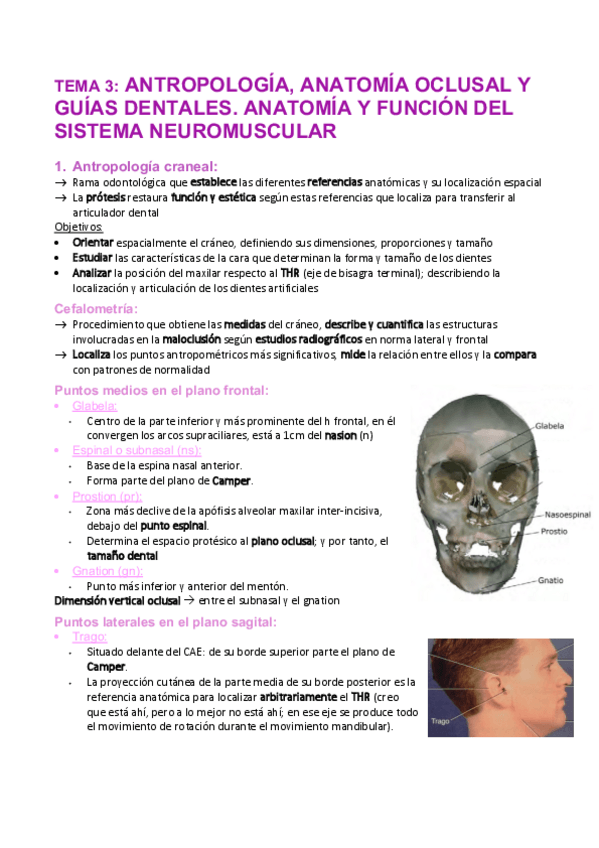 Miniatura del documento Tema-3-Antropologia-anatomia-oclusal-guias-dentales.-S-Neuromuscular.pdf