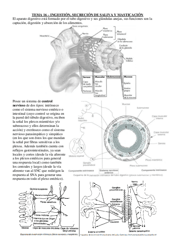 Miniatura del documento Apuntes Fisiología I temas aparato digestivo.pdf