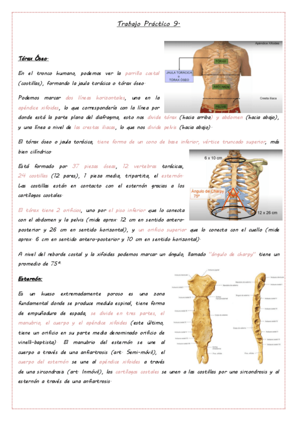 Miniatura del documento Torax oseo, diafragma, pulmon, segmentacion bronco pulmonar.pdf