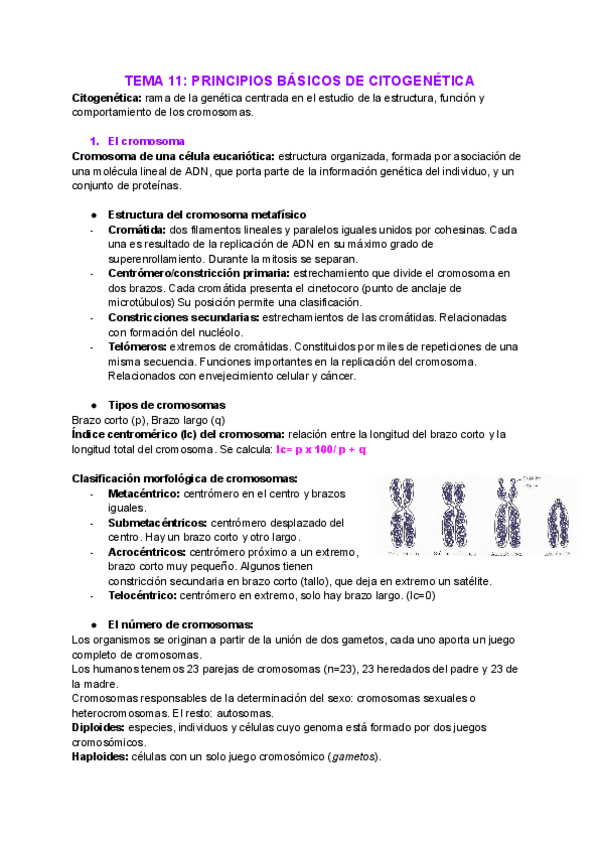 Miniatura del documento Tema-11-principios-basicos-citogenetica.pdf