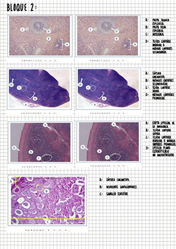 Miniatura del documento Bloque-2.pdf