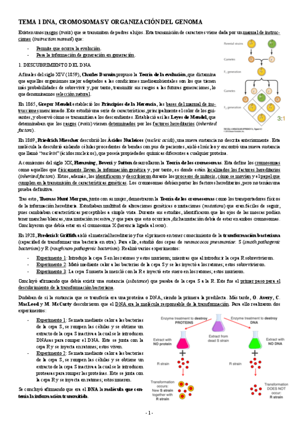 Miniatura del documento BIOLOGIA-MOLECULAR-TEMA-1-DNA-CROMOSOMAS-Y-ORGANIZACION-DEL-GENOMA.pdf