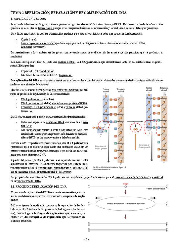 Miniatura del documento BIOLOGIA-MOLECULAR-TEMA-2-REPLICACION-REPARACION-Y-RECOMBINACION-DEL-DNA.pdf