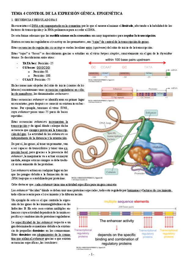 Miniatura del documento BIOLOGIA-MOLECULAR-TEMA-4-CONTROL-DE-LA-EXPRESION-GENICA.-EPIGENETICA.pdf