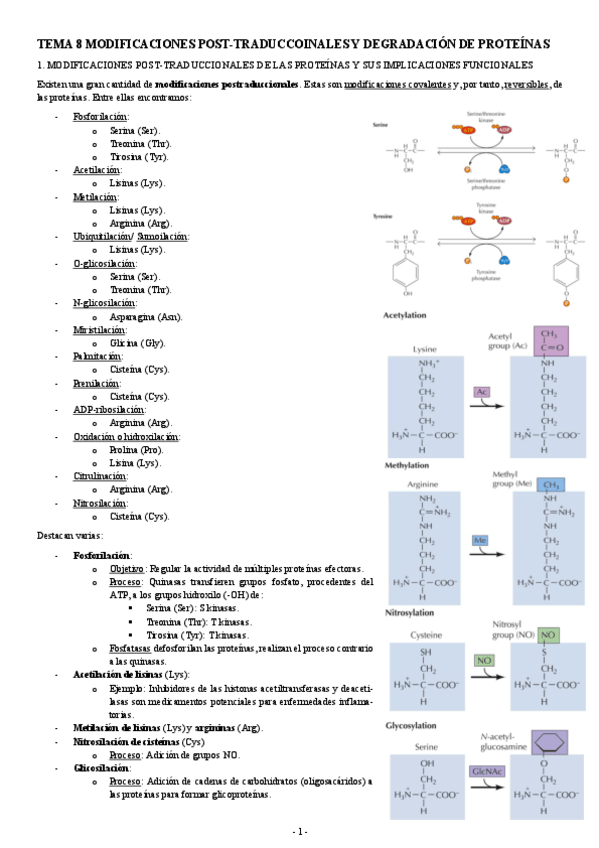 Miniatura del documento BIOLOGIA-MOLECULAR-TEMA-8-MODIFICACIONES-POST-TRADUCCOINALES-Y-DEGRADACION-DE-PROTEINAS.pdf