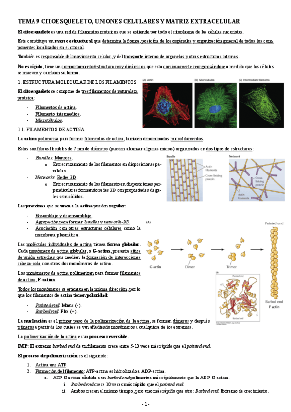 Miniatura del documento BIOLOGIA-MOLECULAR-TEMA-9-CITOESQUELETO-UNIONES-CELULARES-Y-MATRIZ-EXTRACELULAR.pdf