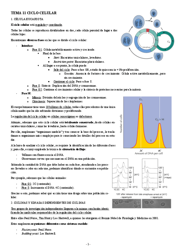 Miniatura del documento BIOLOGIA-MOLECULAR-TEMA-11-CICLO-CELULAR.pdf