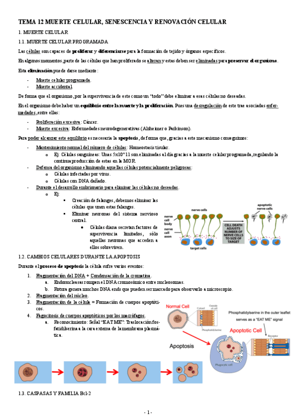 Miniatura del documento BIOLOGIA-MOLECULAR-TEMA-12-MUERTE-CELULAR-SENESCENCIA-Y-RENOVACION-CELULAR.pdf