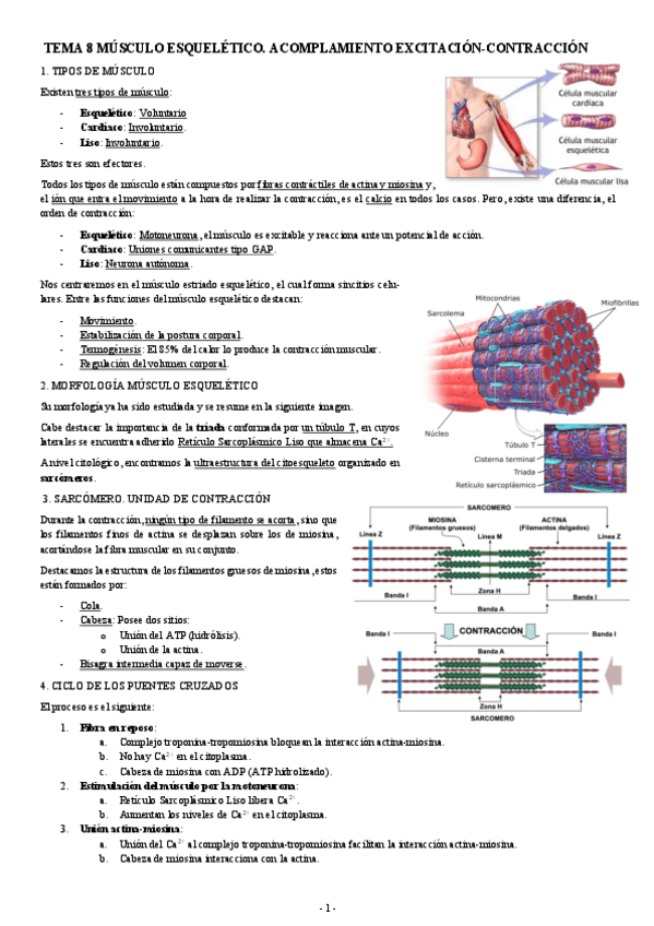 Miniatura del documento FISIOLOGIA-I-TEMA-8-MUSCULO-ESQUELETICO.-ACOMPLAMIENTO-EXCITACION-CONTRACCION.pdf