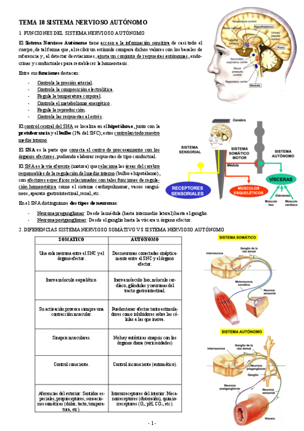 Miniatura del documento FISIOLOGIA-I-TEMA-10-SISTEMA-NERVIOSO-AUTONOMO.pdf