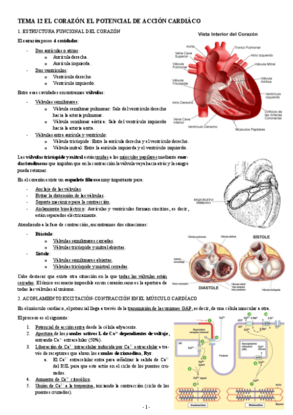 Miniatura del documento FISIOLOGIA-I-TEMA-12-EL-CORAZON.-EL-POTENCIAL-DE-ACCION-CARDIACO.pdf