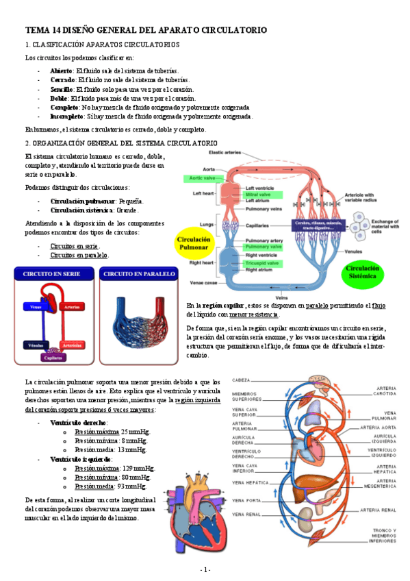 Miniatura del documento FISIOLOGIA-I-TEMA-14-DISENO-GENERAL-DEL-APARATO-CIRCULATORIO.pdf