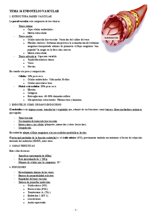 Miniatura del documento FISIOLOGIA-I-TEMA-16-ENDOTELIO-VASCULAR.pdf
