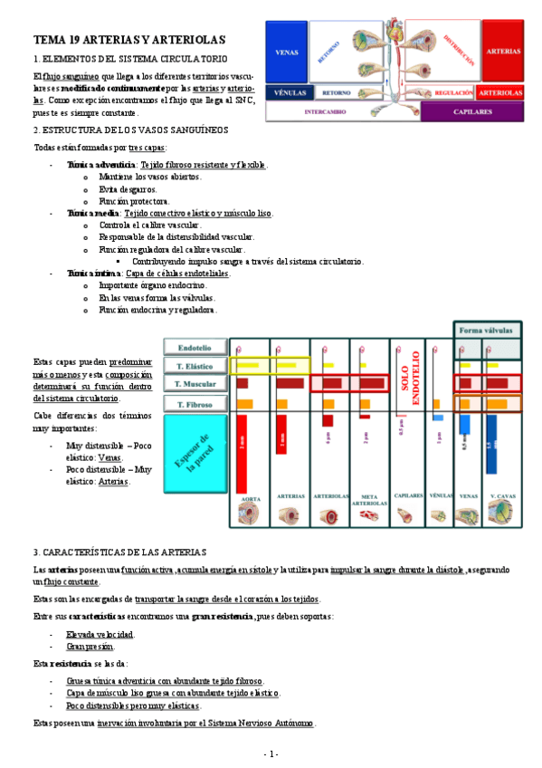Miniatura del documento FISIOLOGIA-I-TEMA-19-ARTERIAS-Y-ARTERIOLAS.pdf