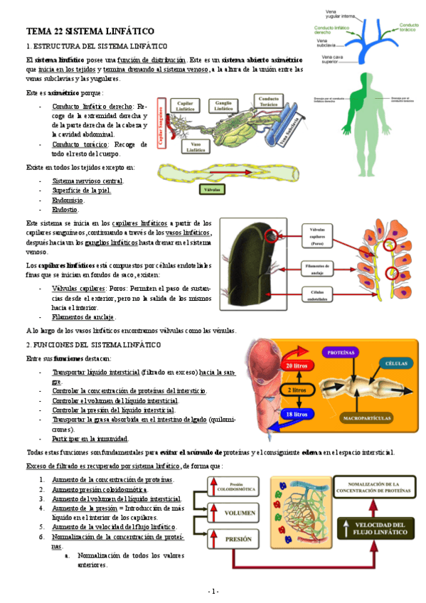 Miniatura del documento FISIOLOGIA-I-TEMA-22-SISTEMA-LINFATICO.pdf