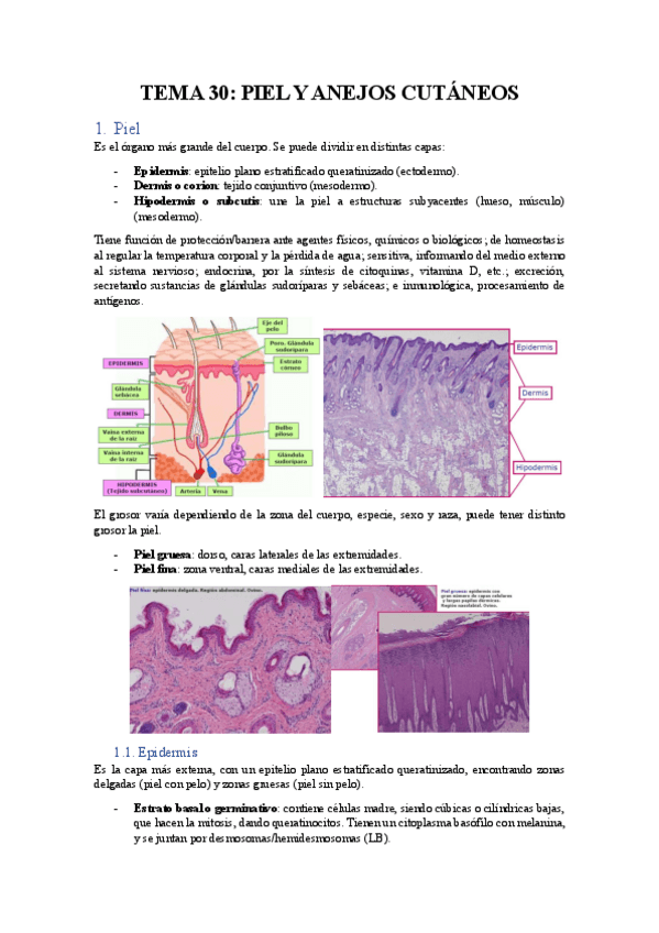 Miniatura del documento Tema-30-Piel-y-anejos-cutaneos.pdf