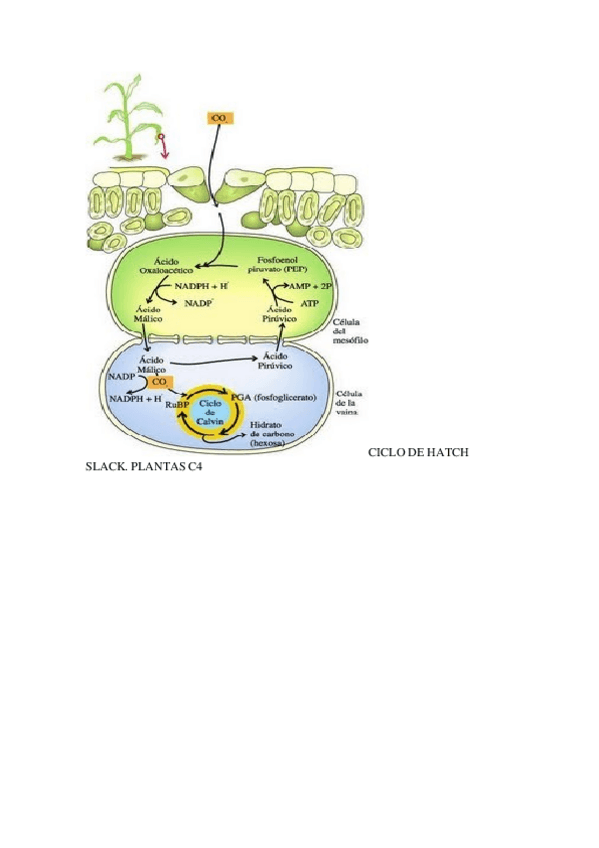 Miniatura del documento CICLO-DE-HATCH-SLACK.doc