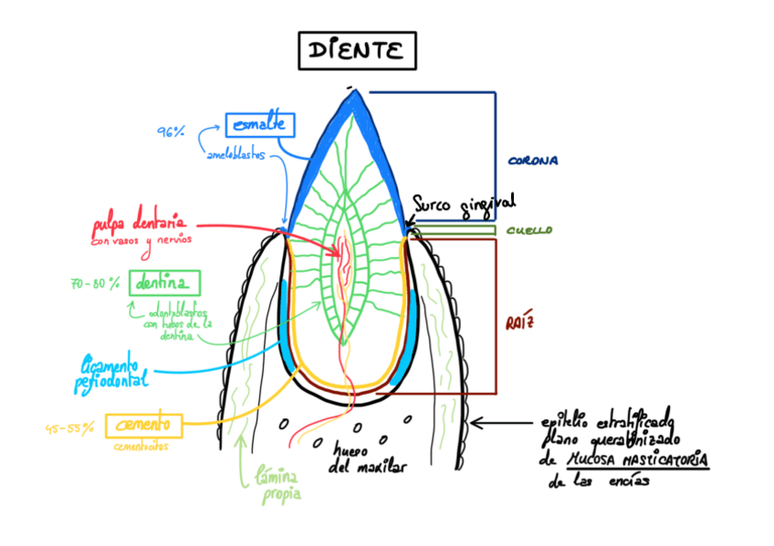 Miniatura del documento Biologia-Dibujos-M6.pdf