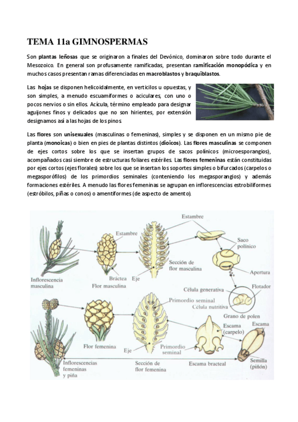 Miniatura del documento GIMNOSPERMAS.pdf