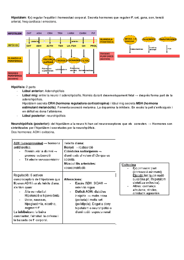Miniatura del documento TaulesResumSistemaEndocri.pdf