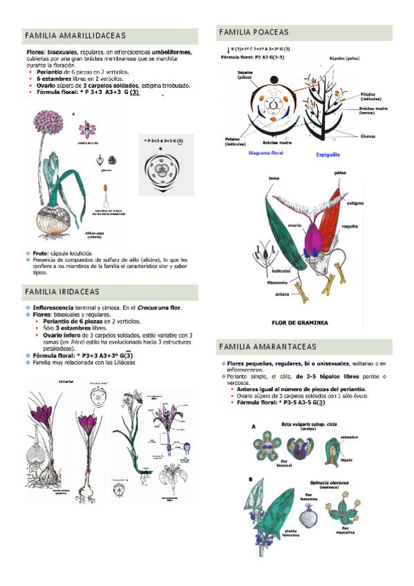 Miniatura del documento familias-taxonomicas.pdf