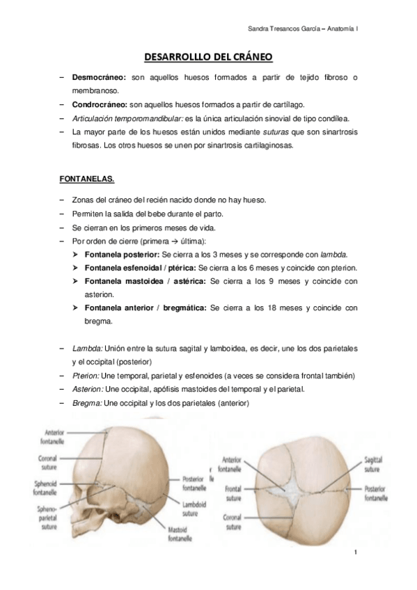 Miniatura del documento DESARROLLLO-DEL-CRANEO.pdf