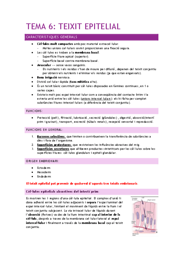 Miniatura del documento TEMA-6-TEIXIT-EPITELIAL.pdf