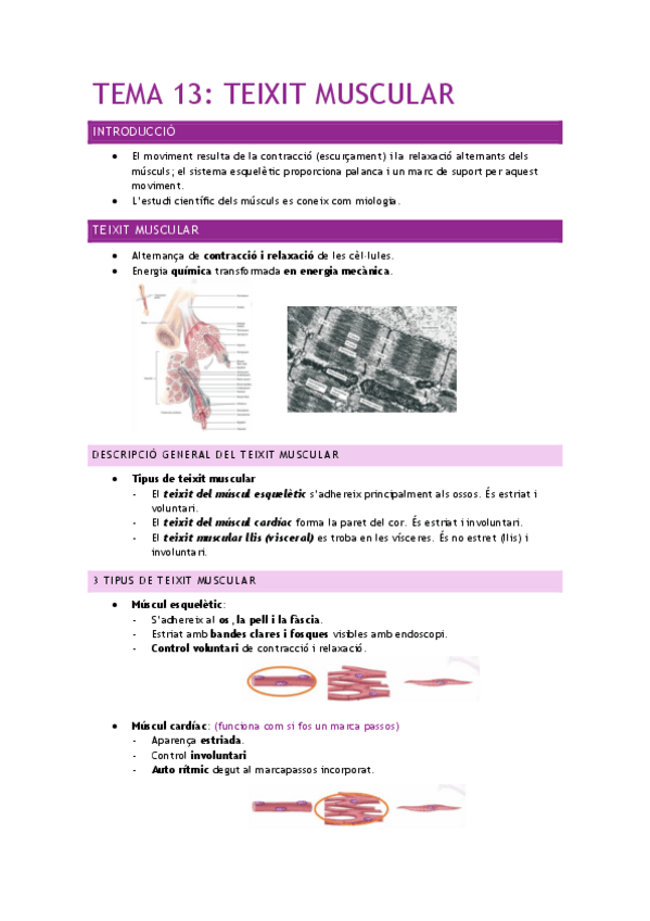 Miniatura del documento TEMA-13-TEIXIT-MUSCULAR.pdf