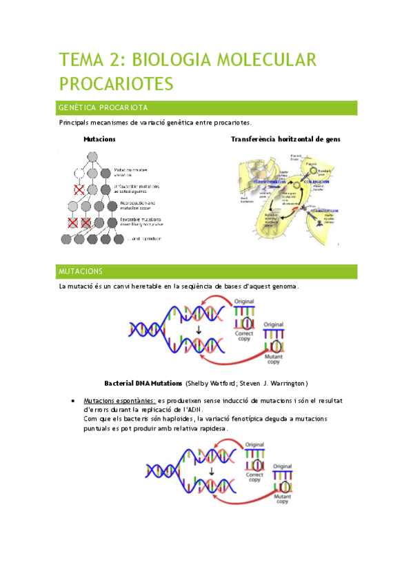 Miniatura del documento TEMA-2-BIOLOGIA-MOLECULAR-PROCARIOTES-MICROBIO.pdf