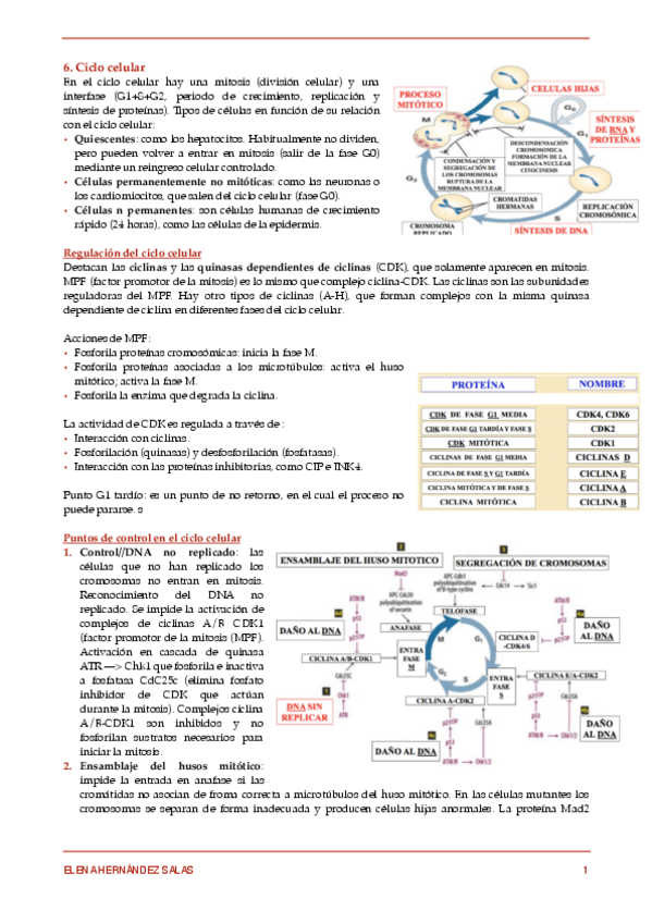 Miniatura del documento 6. Ciclo celular.pdf