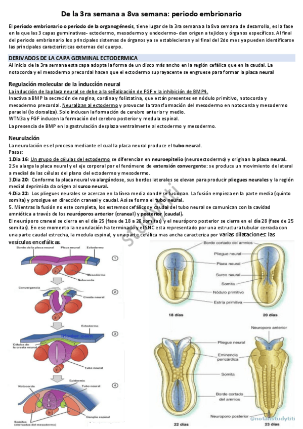 Miniatura del documento Periodo-embrionario-ectoendomesowatermark.pdf