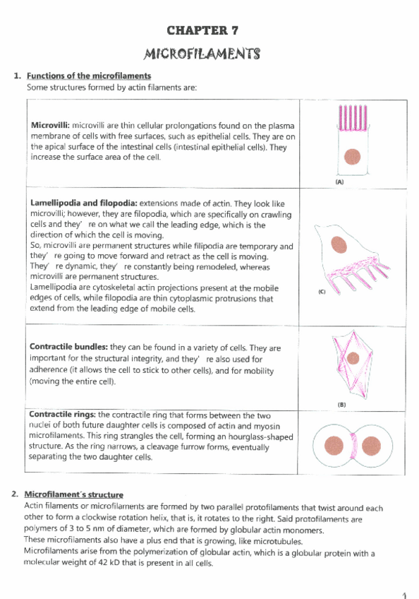 Miniatura del documento CHAPTER-7-MICROFILAMENTS.pdf