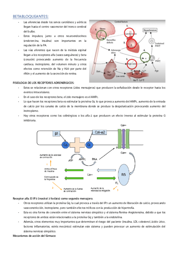 Miniatura del documento BETABLOQUEANTES.pdf