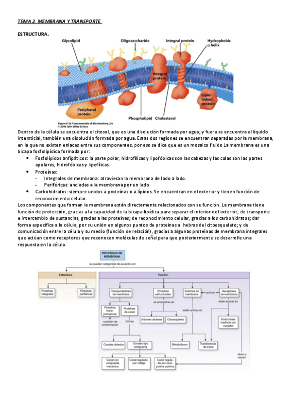 Miniatura del documento TEMA 2. MEMBRANA Y TRANSPORTE..pdf