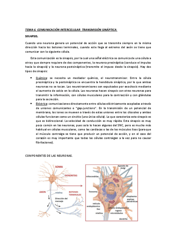 Miniatura del documento TEMA 6. COMUNICACIÓN INTERCELULAR TRANSMISIÓN SINÁPTICA.pdf