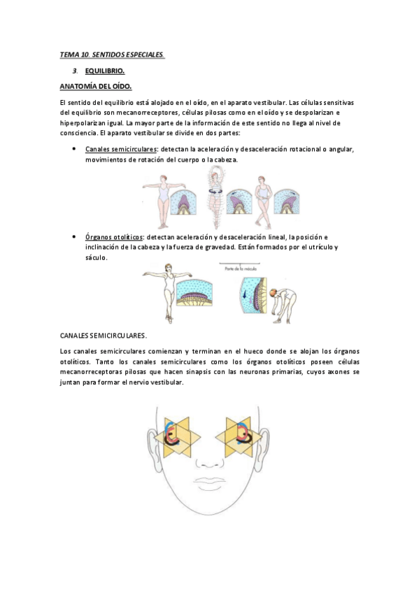 Miniatura del documento TEMA 10. SENTIDOS ESPECIALES. EQUILIBRIO.pdf