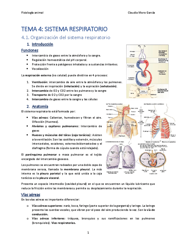 Miniatura del documento Tema-4.-Sistema-respiratorio.pdf