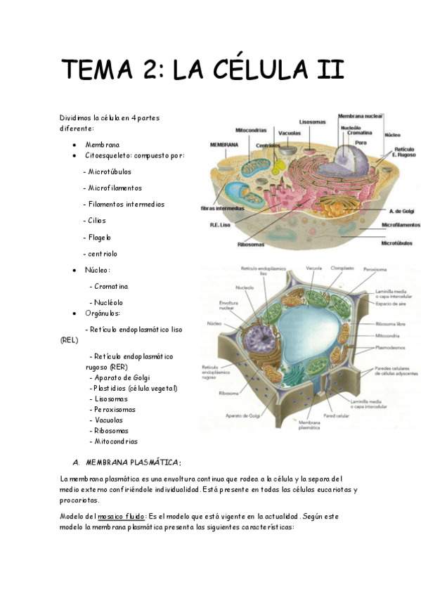 Miniatura del documento TEMA 2 LA CELULA II.pdf