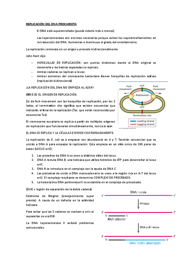 Miniatura del documento REPLICACION-DEL-DNA.pdf