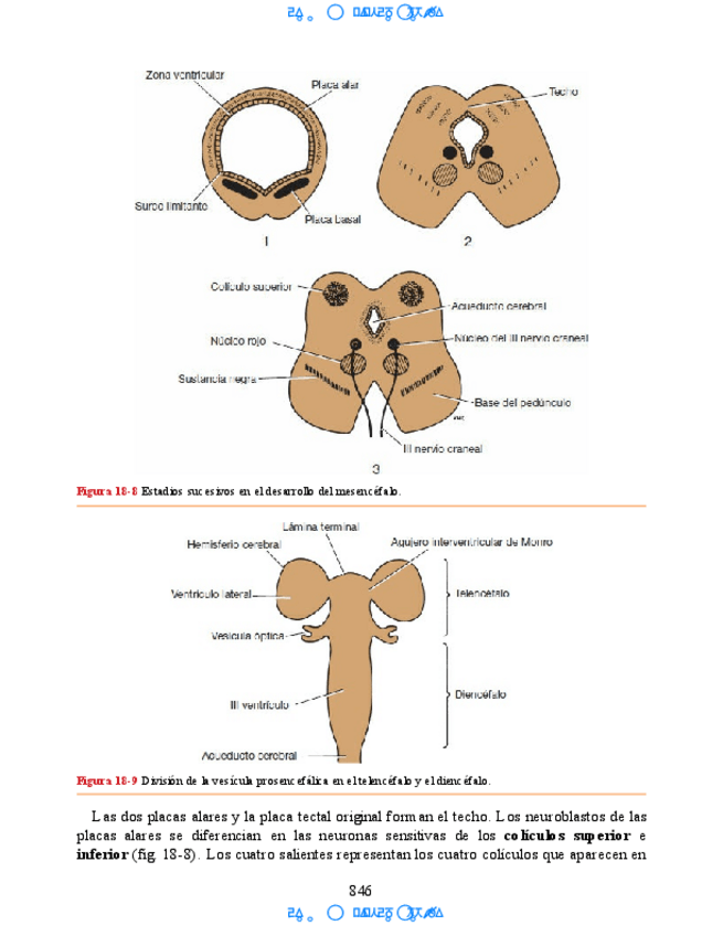 Miniatura del documento Neuroanatomia-Clinica-Snell-7a-Edicionbooksmedicosorg-66.pdf