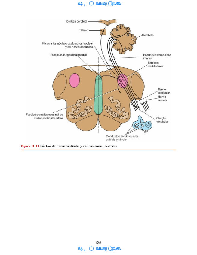Miniatura del documento Neuroanatomia-Clinica-Snell-7a-Edicionbooksmedicosorg-46.pdf