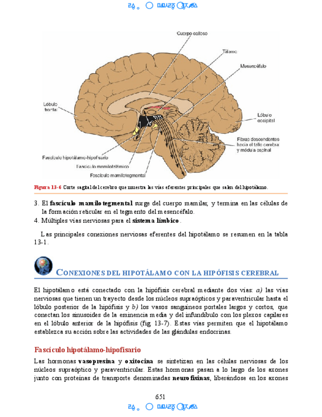 Miniatura del documento Neuroanatomia-Clinica-Snell-7a-Edicionbooksmedicosorg-51.pdf