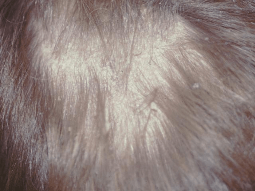 Miniatura del documento Dermatologia-17.pdf