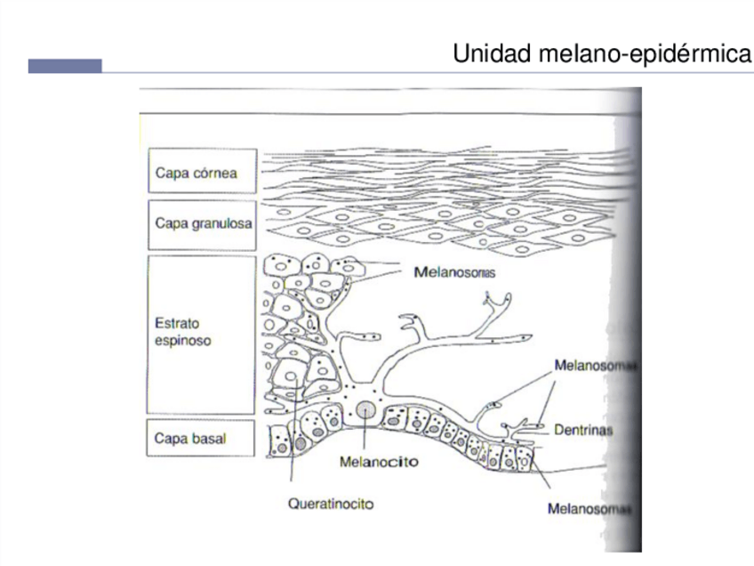 Miniatura del documento Dermatologia-20.pdf