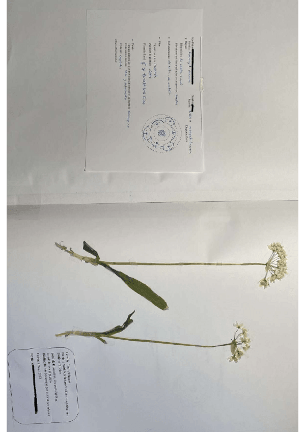Miniatura del documento HERBARIO-COMPLETOnota-10.pdf