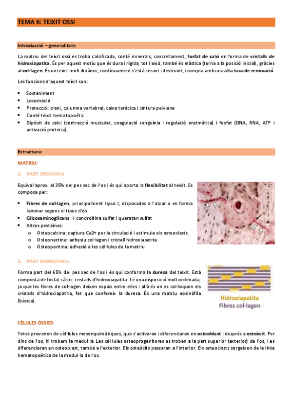 Miniatura del documento Histologia-2n-parcial--visum.pdf