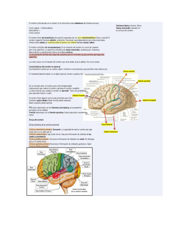 Miniatura del documento Cerebro.pdf