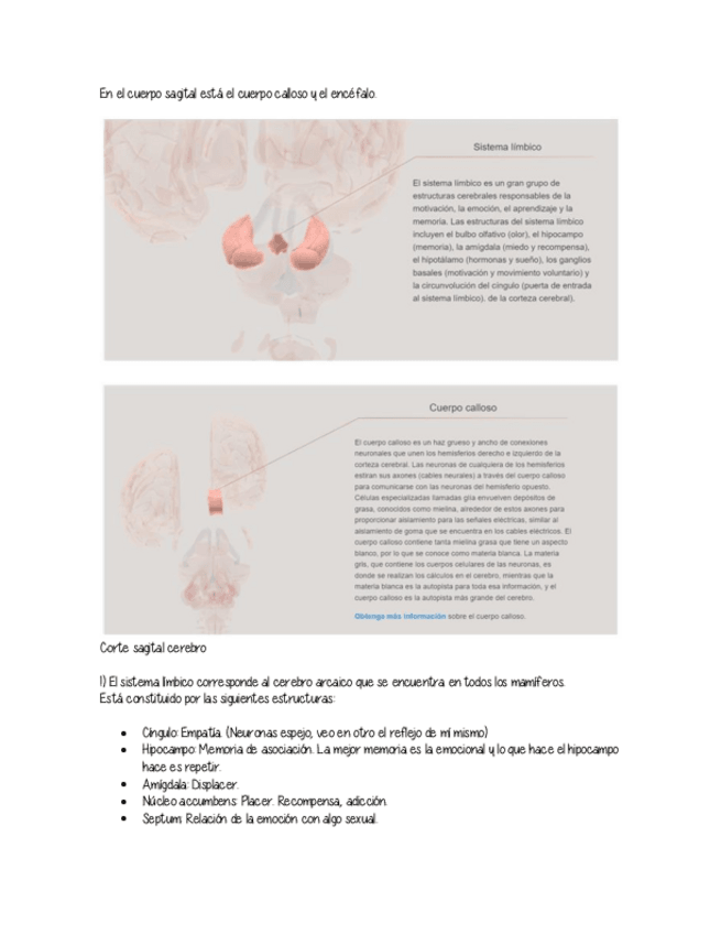 Miniatura del documento Sistema-limbico.pdf